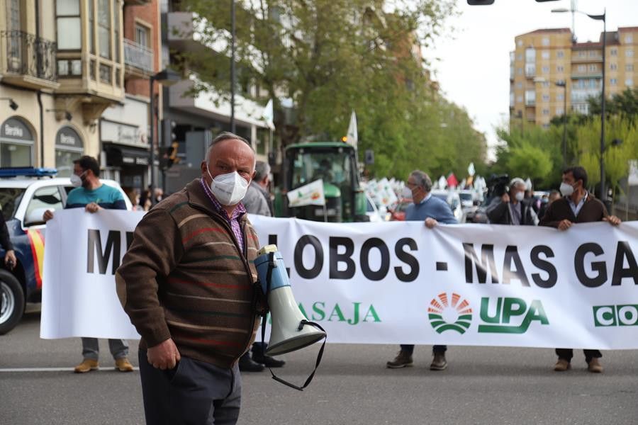 Manifestación contra la 'sobreprotección' del lobo en Zamora