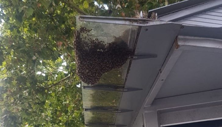 Imagen del enjambre de abejas 