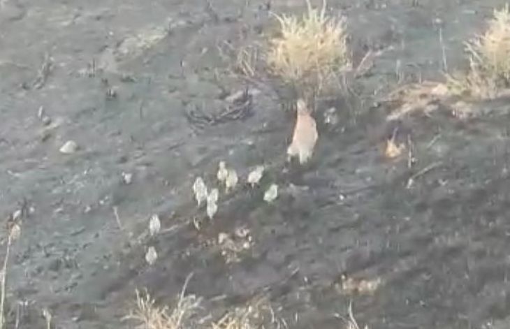 Una perdiz con sus polluelos desorientada en la Sierra