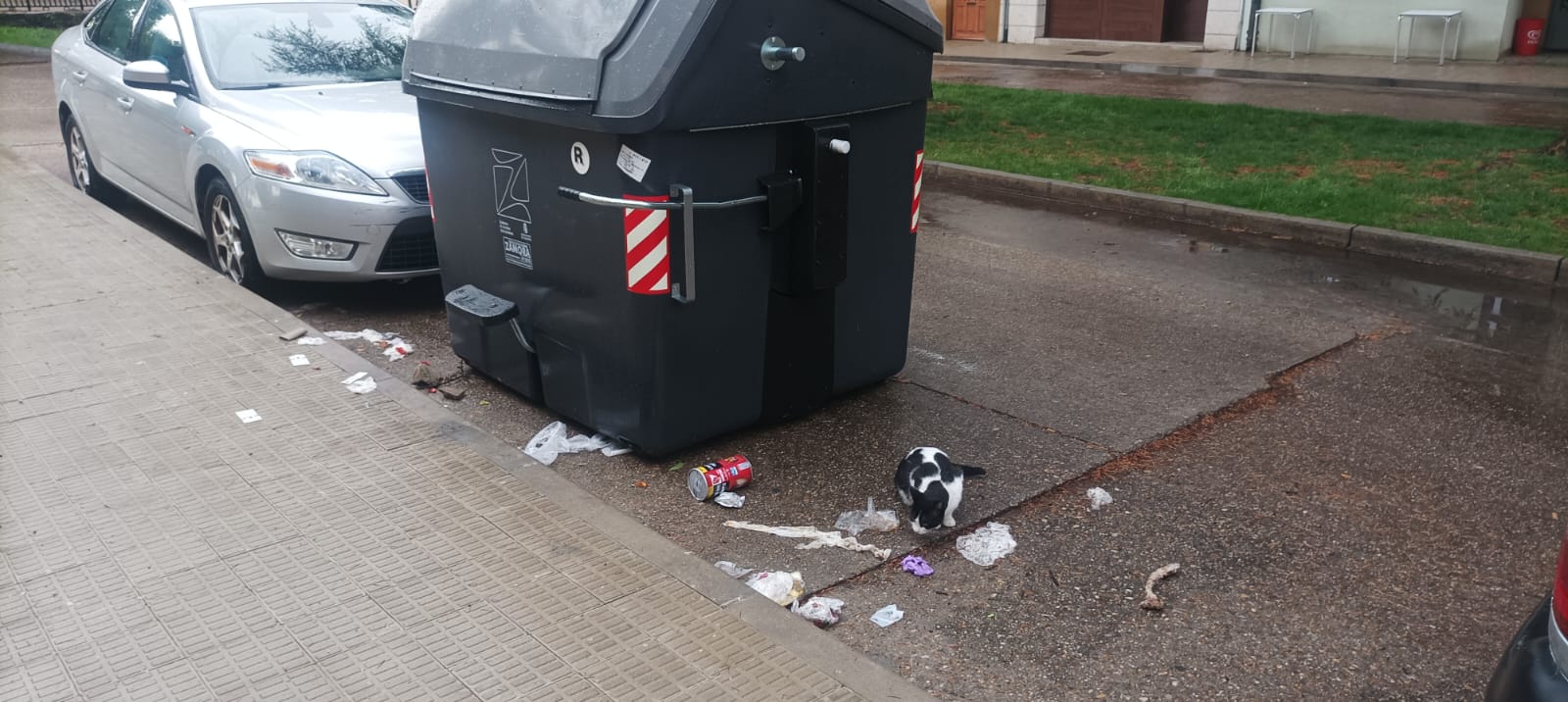 Contenedor tras la recogida de basura con un gato en las inmediaciones