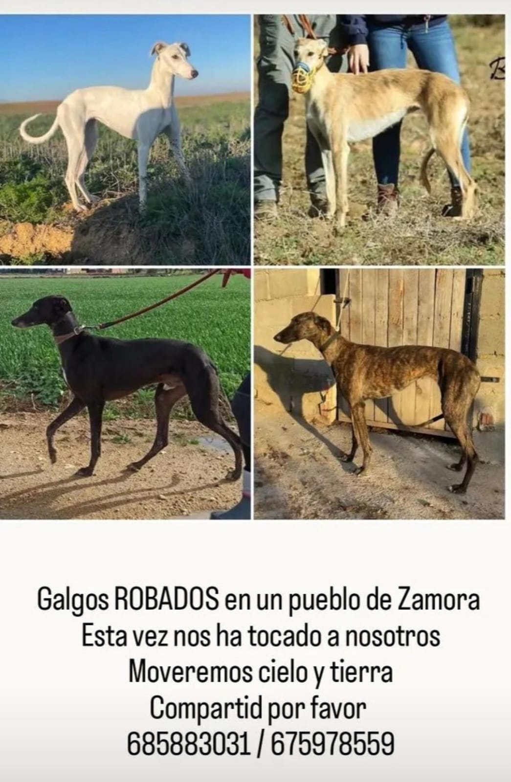 Galgos robados en Zamora