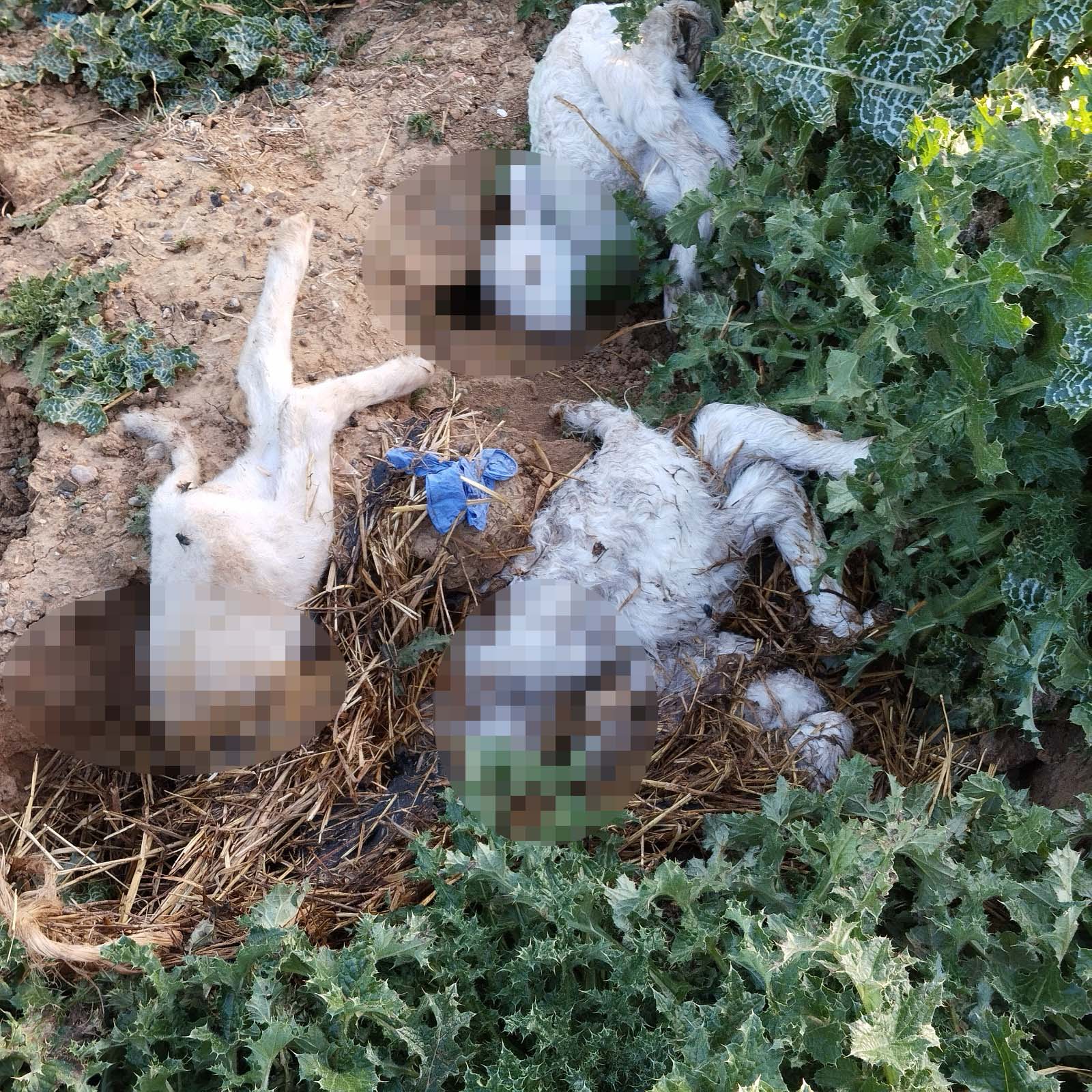 Animales muertos Villanueva del Campo
