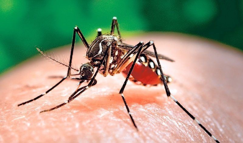 pureza juego fósil Los mosquitos pueden dejar de ser una pesadilla en tu casa