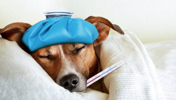 Extraer Condensar sufrir Cómo saber si tu perro tiene fiebre: síntomas y tratamiento