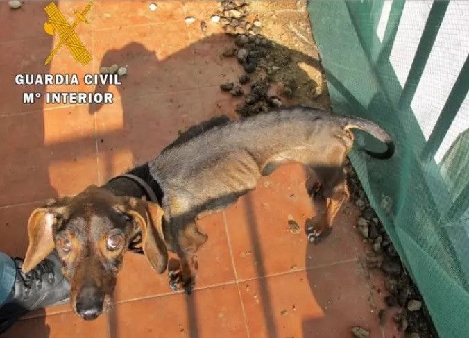 Investigado vecino de Alburquerque por tener un perro en condiciones extrema delgadez abandono